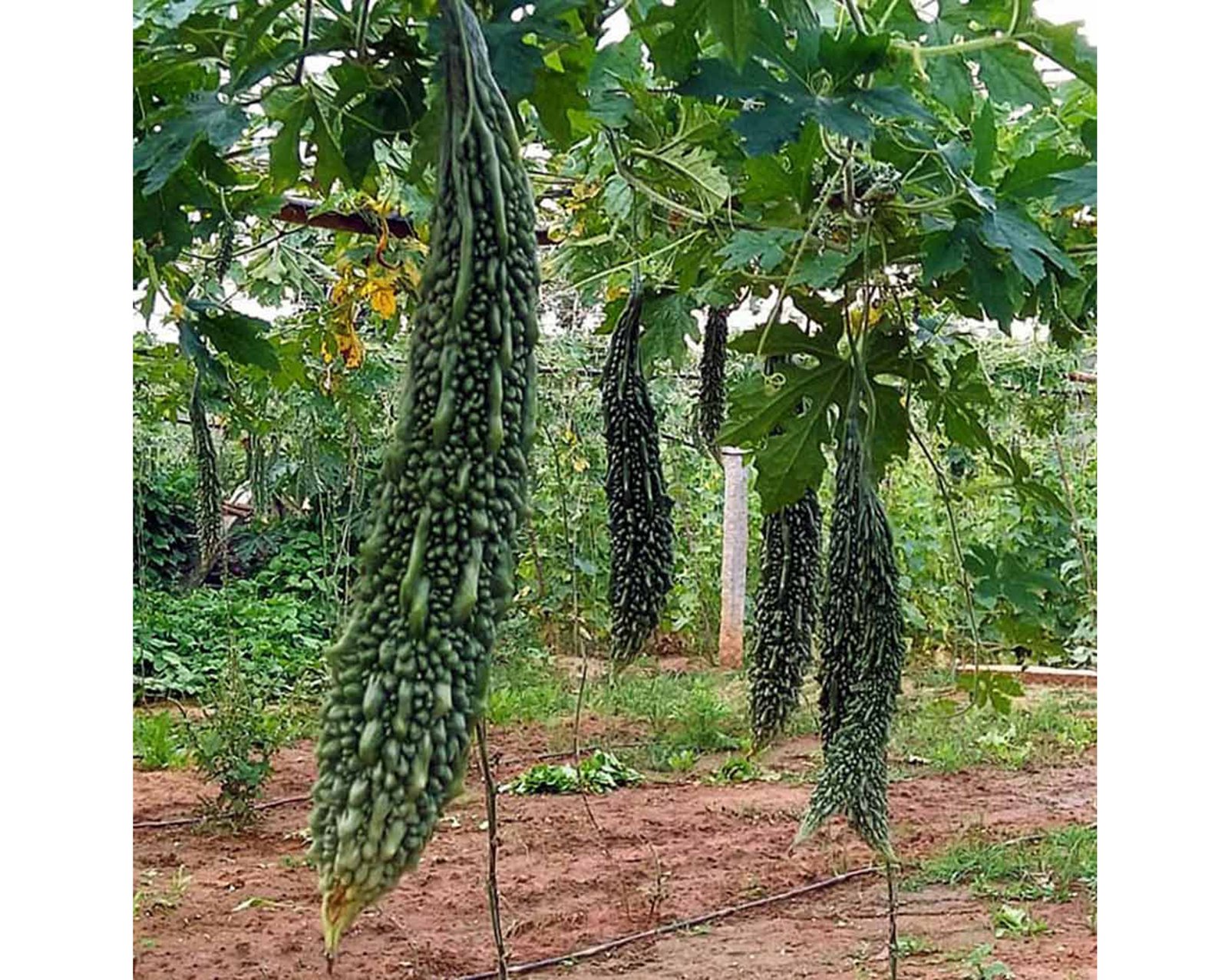 INDUS-Super-Mohini-Bittergourd-Seeds-Navadhanya333.jpg