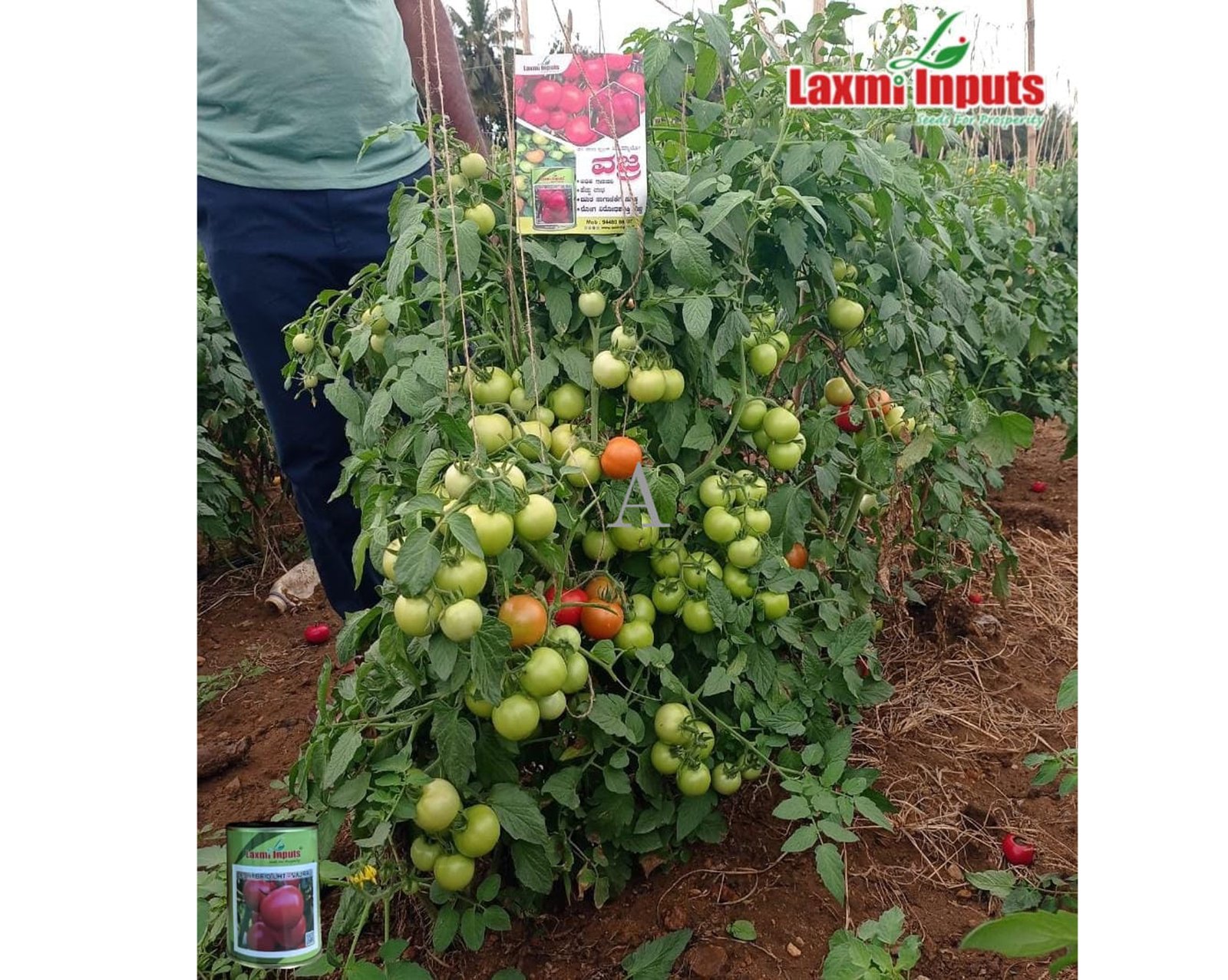 Laxmi-Inputs-Vajra-Tomato-Seeds-617383928657495.jpg