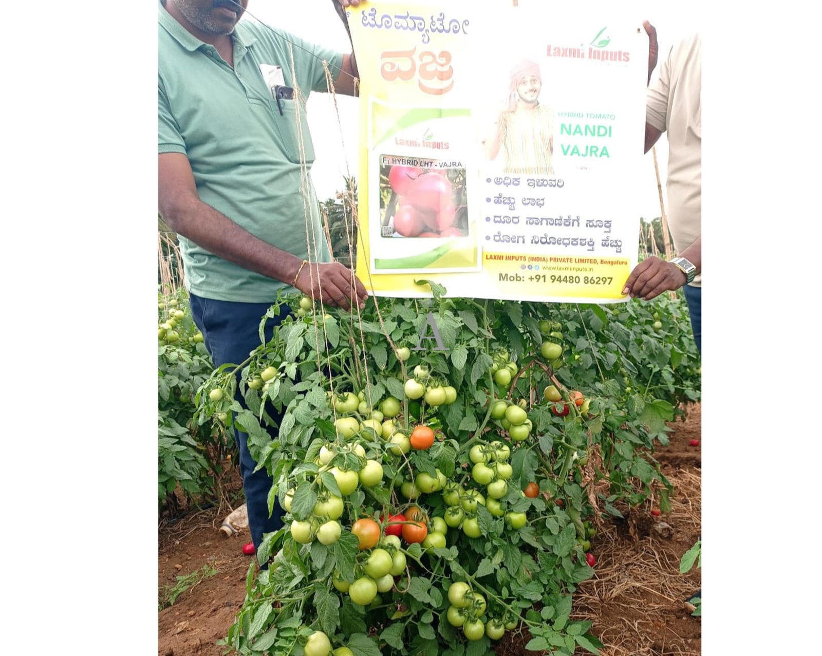 Laxmi-Inputs-Vajra-Tomato-Seeds-417383928562156.jpg