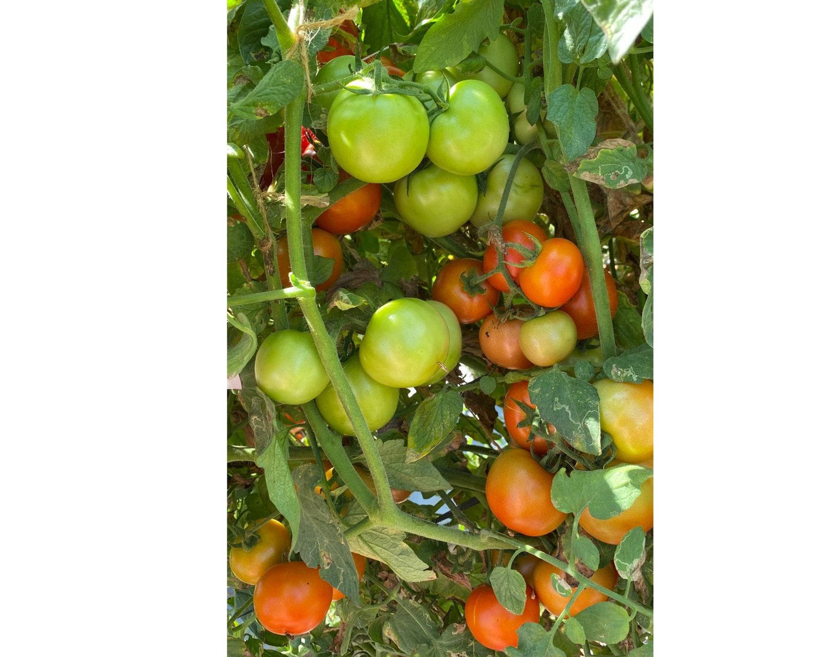 PHS-Saahitha-Tomato-1.jpg